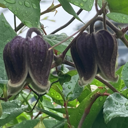 黒系壺型クレマチス10粒 多肉植物 植花夢 通販 12348829｜Creema(クリーマ)