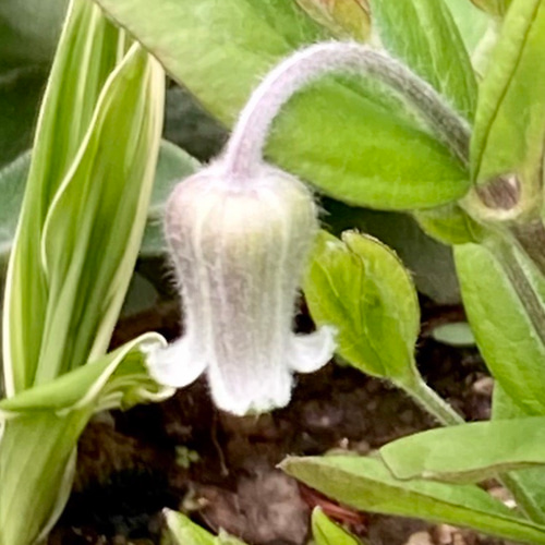空蝉 多肉植物 植花夢 通販 12232316｜Creema(クリーマ)