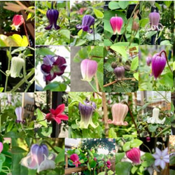 クリスマスローズ原種デュメトラムダブル その他インテリア雑貨 植花夢
