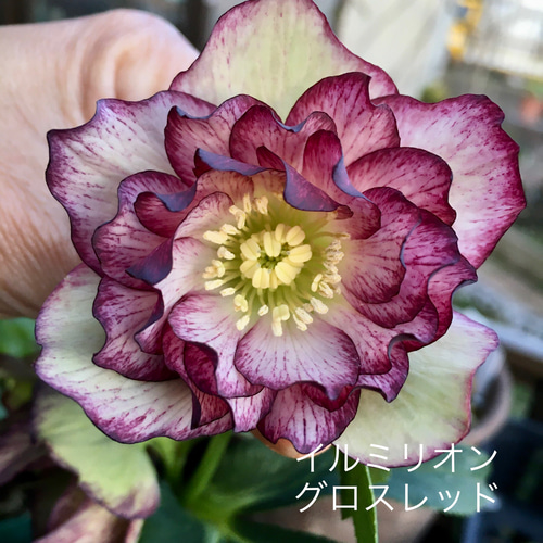 クリスマスローズ原種 多肉植物 植花夢 通販 12648359|Creema クリスマスローズ原種 多肉植物 植花夢 通販 12648359|Creema