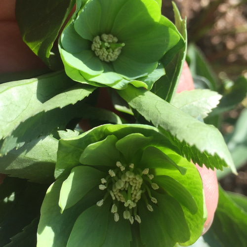 クリスマスローズ原種 デュメトラムdd hyb 多肉植物 植花夢 通販 クリスマスローズ原種 デュメトラムdd hyb 多肉植物 植花夢 通販