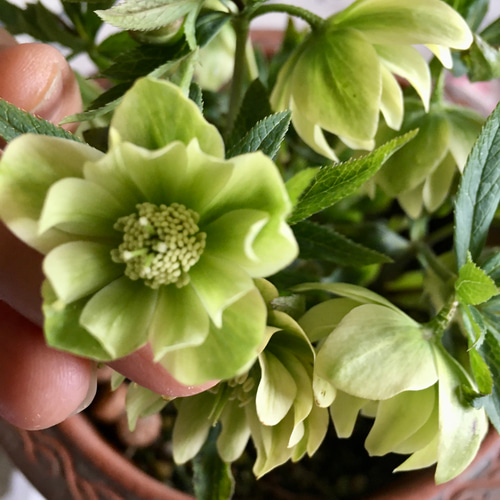 クリスマスローズ原種 デュメトラムdd hyb 多肉植物 植花夢 通販 クリスマスローズ原種 デュメトラムdd hyb 多肉植物 植花夢 通販