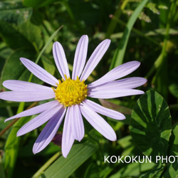 道端の花4「ポストカード５枚セット」 3枚目の画像