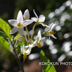 道端の花4「ポストカード５枚セット」 4枚目の画像