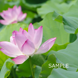 季節の花々１ 3枚目の画像