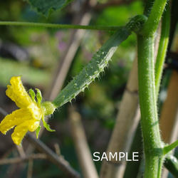 野菜の花 2枚目の画像