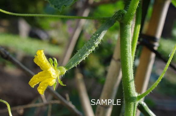 野菜の花 2枚目の画像