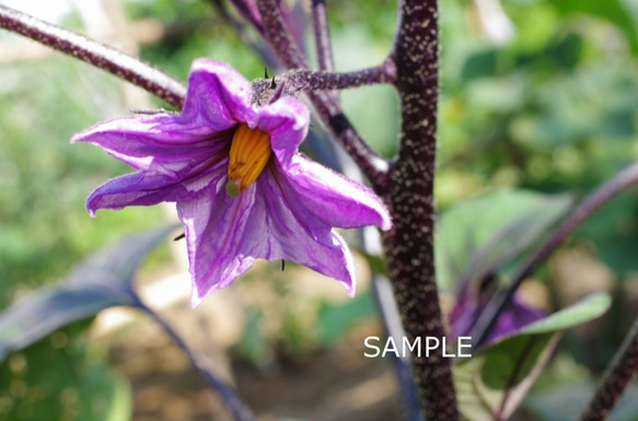 野菜の花 3枚目の画像