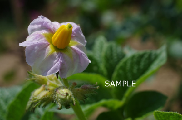 野菜の花 4枚目の画像