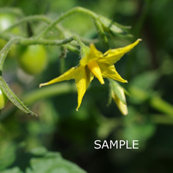 野菜の花 5枚目の画像