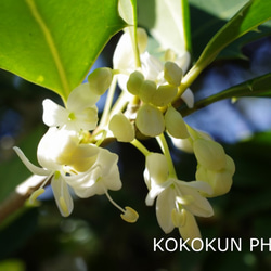 ヒイラギの花「ポストカード５枚セット」 1枚目の画像