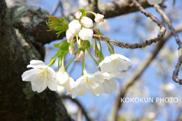 2018桜色々１「ポストカード５枚セット」 3枚目の画像