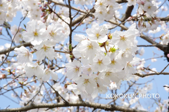 2018桜色々１「ポストカード５枚セット」 4枚目の画像