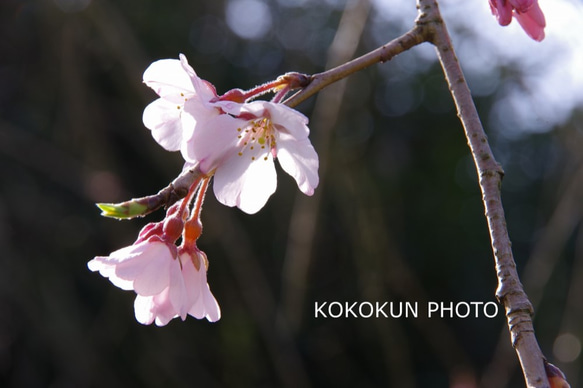 2018桜色々１「ポストカード５枚セット」 5枚目の画像