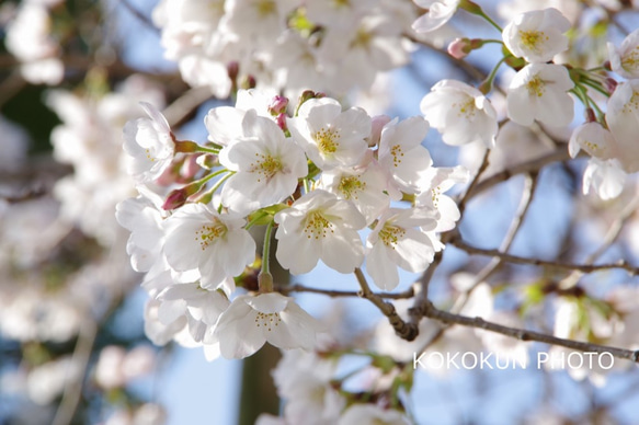 2018桜色々２「ポストカード５枚セット」 3枚目の画像