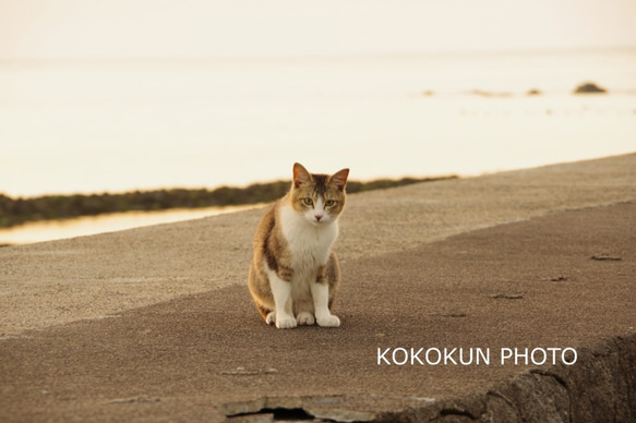 海辺のネコ（ポストカード５枚セット） 1枚目の画像