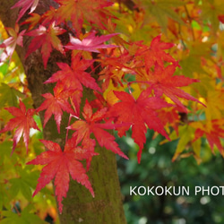 2018紅葉「ポストカード５枚セット」 1枚目の画像