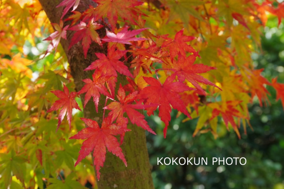 2018紅葉「ポストカード５枚セット」 1枚目の画像