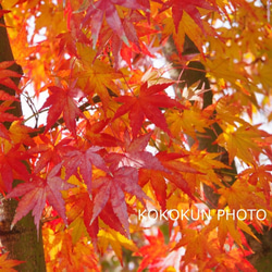 2018紅葉「ポストカード５枚セット」 5枚目の画像