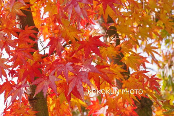 2018紅葉「ポストカード５枚セット」 5枚目の画像