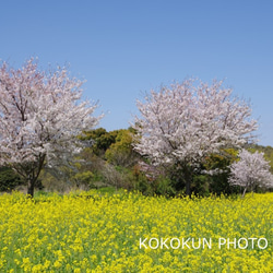 2020桜と菜の花「ポストカード５枚セット」 3枚目の画像