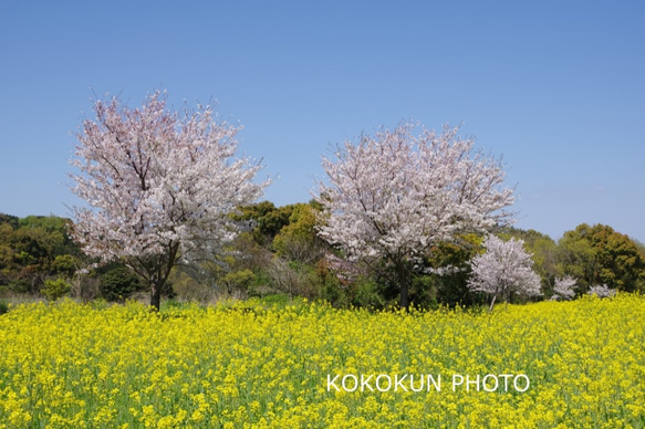 2020桜と菜の花「ポストカード５枚セット」 3枚目の画像