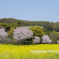 2020桜と菜の花「ポストカード５枚セット」 4枚目の画像