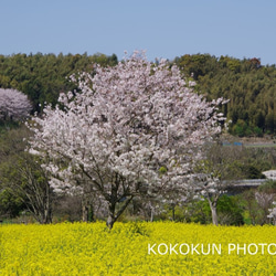 2020桜と菜の花「ポストカード５枚セット」 5枚目の画像