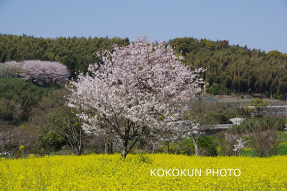 2020桜と菜の花「ポストカード５枚セット」 5枚目の画像