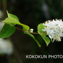 道端の花2「ポストカード５枚セット」 1枚目の画像