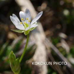 道端の花2「ポストカード５枚セット」 2枚目の画像