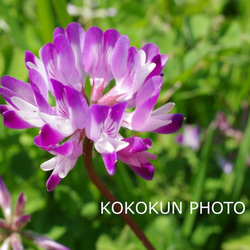 道端の花2「ポストカード５枚セット」 3枚目の画像