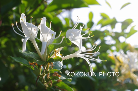 道端の花2「ポストカード５枚セット」 4枚目の画像