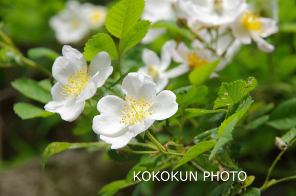 道端の花2「ポストカード５枚セット」 5枚目の画像