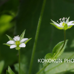 道端の花3「ポストカード５枚セット」 1枚目の画像