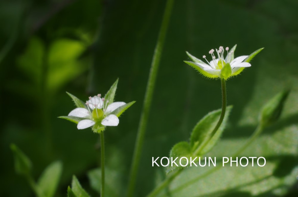 道端の花3「ポストカード５枚セット」 1枚目の画像