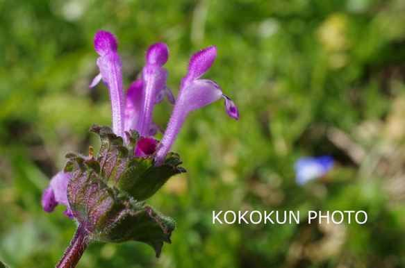 道端の花3「ポストカード５枚セット」 2枚目の画像