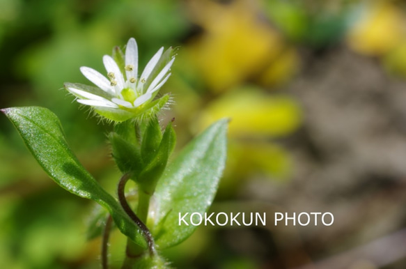 道端の花3「ポストカード５枚セット」 3枚目の画像