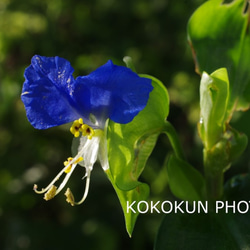 道端の花3「ポストカード５枚セット」 5枚目の画像