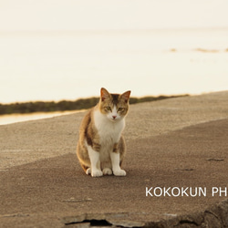 海辺の猫「ポストカード５枚セット」 1枚目の画像