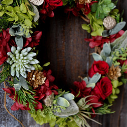 Christmas Wreath (botanical) 1枚目の画像
