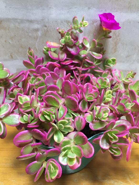 ポーチュラカ ピンク 紫 花 ポーチュラカリア・ウェルデルマニー | 路傍の花