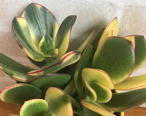 花月錦♡斑入り金のなる木♡多肉植物♡ その他インテリア雑貨 pupupu