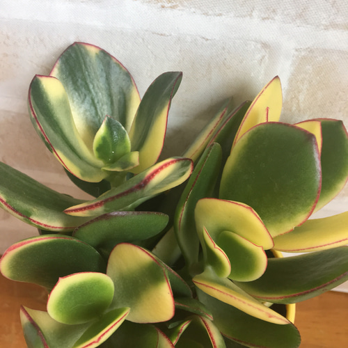 花月錦♡斑入り金のなる木♡多肉植物♡ その他インテリア雑貨 pupupu