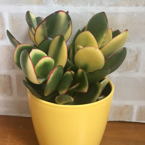 花月錦♡斑入り金のなる木♡多肉植物♡ その他インテリア雑貨 pupupu
