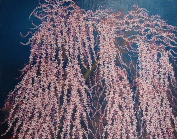 枝垂桜（Ｆ３号） 1枚目の画像