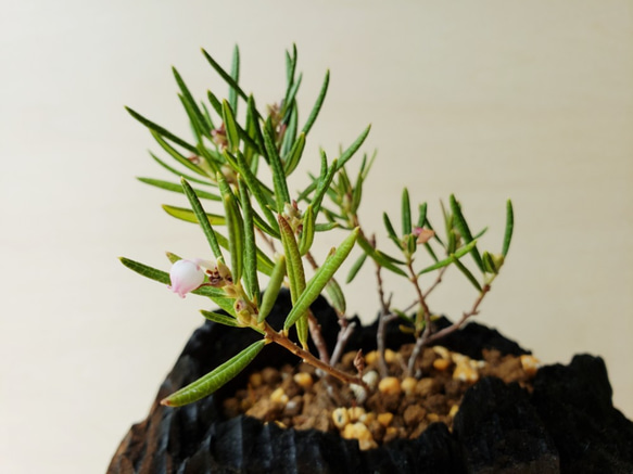 姫シャクナゲの盆栽｜炭の器に入った盆栽です 3枚目の画像
