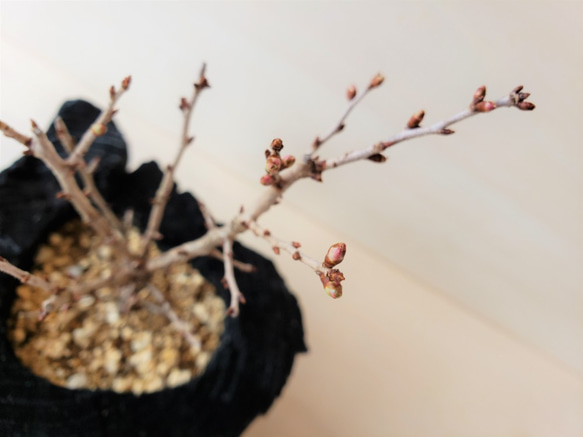 桜の盆栽｜炭の器に入った盆栽です 4枚目の画像