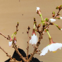 桜の盆栽｜炭の器に入った盆栽です 8枚目の画像