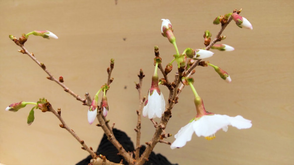 桜の盆栽｜炭の器に入った盆栽です 8枚目の画像